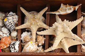 Image showing Shells and Starfish