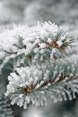 Image showing Frozen Fir needles