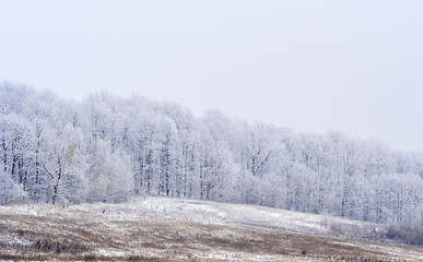 Image showing Frosted hazy landscape