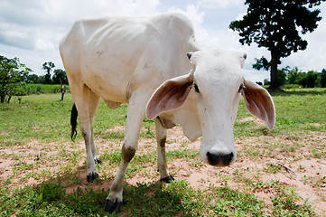 Image showing White cow staring at you