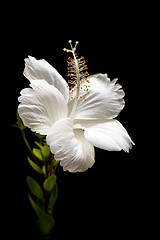 Image showing  white Hibiscus on black background 