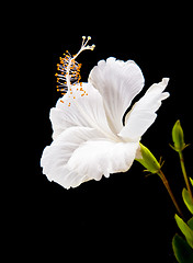 Image showing  white Hibiscus on black background 