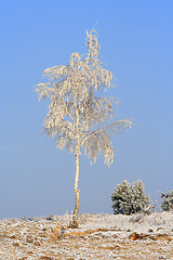 Image showing Lonely birch in winter