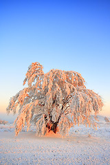 Image showing Frosted tree