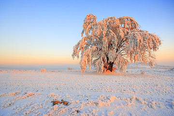 Image showing Frosted tree