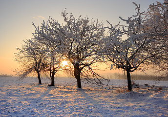 Image showing Winter trees