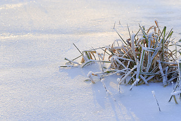 Image showing Frozen grass on snow