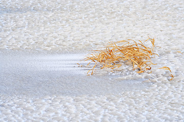 Image showing Grass on coarse ice surface