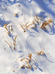 Image showing Grasses on snow