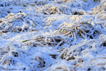 Image showing Frozen meadow detail