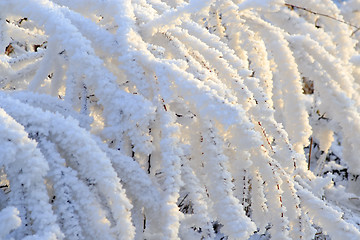 Image showing Frosted tree branches