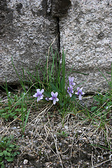 Image showing Flowers growing beside a wall