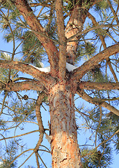 Image showing Scots Pine