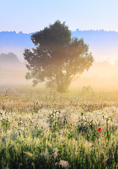 Image showing Foggy morning