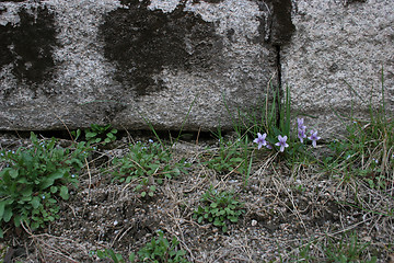 Image showing Flowers