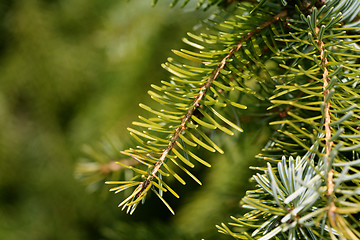 Image showing Spruce tree closeup