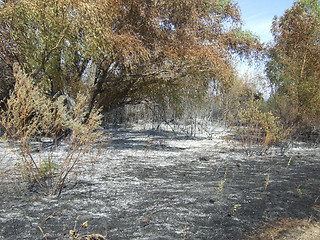 Image showing burnt forest