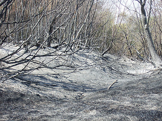Image showing burnt forest