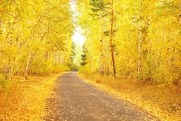 Image showing autumn road