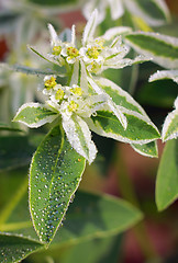 Image showing Close-up of blooming Euphorbia marginata