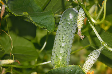 Image showing Cucumbers grow in greenhouses