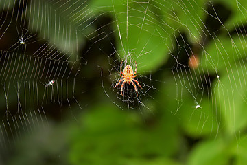 Image showing Big spider on hunt for insects