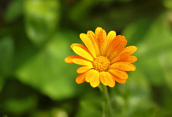 Image showing Pot Marigold flower