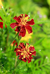 Image showing Two Tagetes flowers