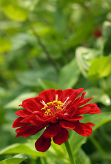 Image showing Tagetes flower