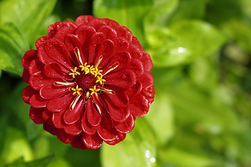 Image showing Tagetes flower