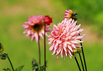 Image showing Dahlia (Dahlia sp.) flowers