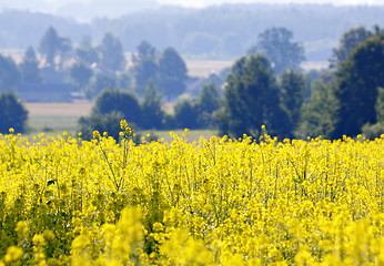 Image showing Rape field