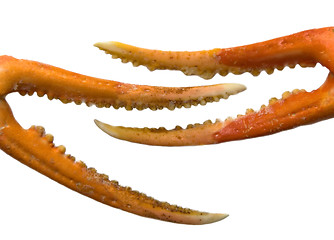 Image showing Claw 