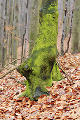 Image showing Old fantasy tree trunk covered by algae