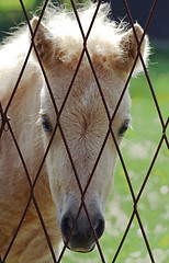 Image showing Young sad horse portrait