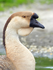 Image showing Portrait of a domestic Swan Goose