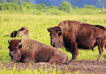 Image showing American bisons