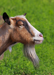 Image showing Billy goat portrait