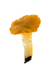 Image showing Mushrooms (chanterelle)