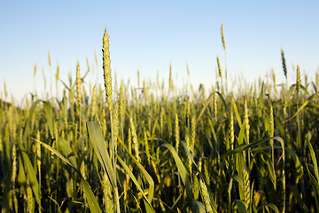 Image showing Green wheat