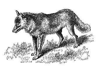 Image showing Coyote of the mountains