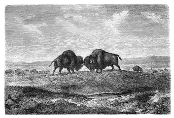 Image showing Bisons