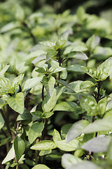 Image showing Cinnamon basil