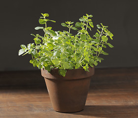 Image showing Oregano