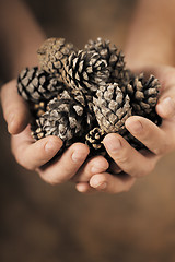 Image showing Pine Cones