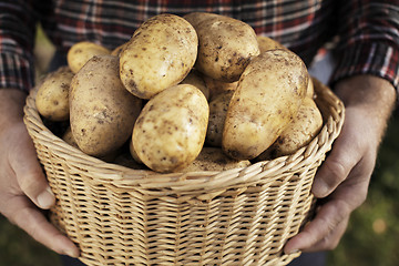 Image showing Potato Harvest