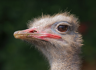 Image showing Ostrich portrait