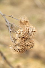 Image showing Dry fruits of burdock