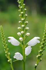 Image showing Obedient Plant (Physostegia virginiana) in bloom