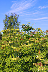 Image showing Perennial plants with blue sky and clouds